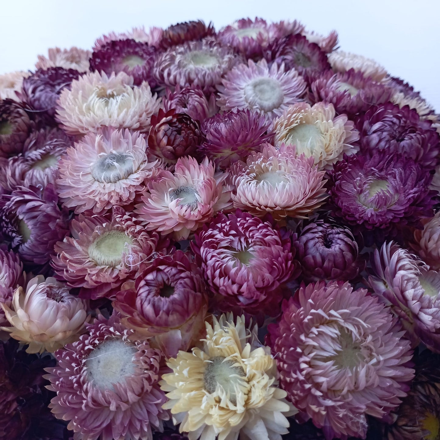 Couronne pleine mauve