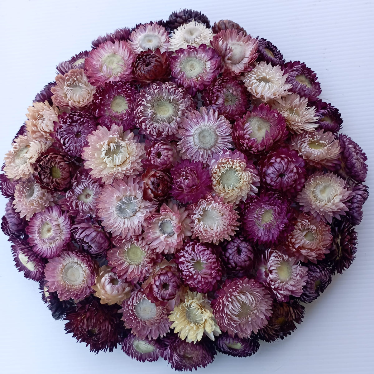 Couronne pleine mauve
