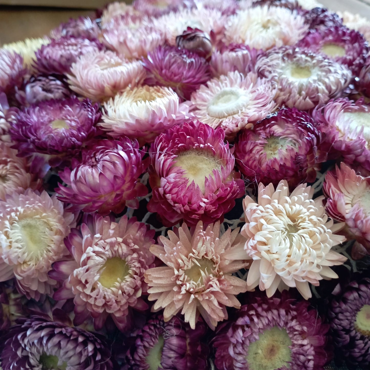 Couronne pleine mauve